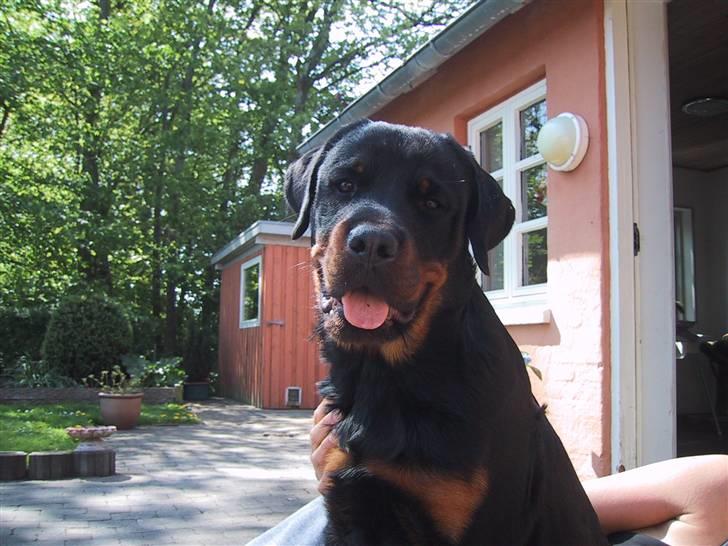 Rottweiler Louis - Her er Louis 8 mdr. billede 4