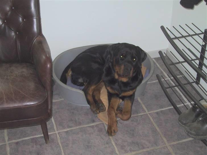 Rottweiler Louis - Skal lige prøve Tango´s (Dværgschnauzer) kurv. billede 5