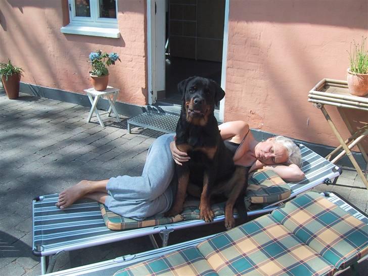 Rottweiler Louis - Prøver hvordan det er at slikke sol billede 6