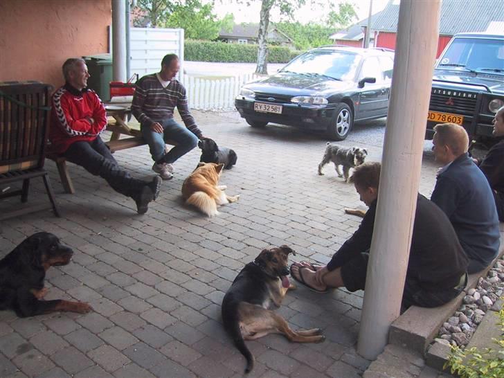 Rottweiler Louis - Hyggeaften med vennerne fra træning billede 7