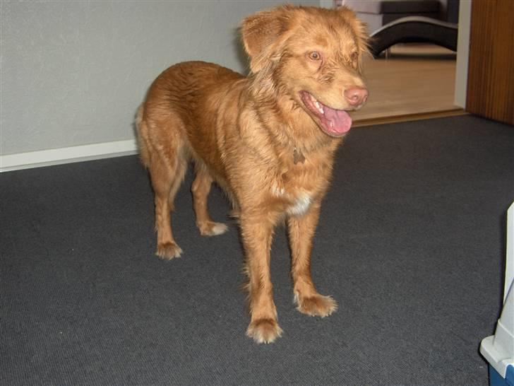 Nova scotia duck tolling retriever Akela - Så har jeg lige været i bad... billede 14