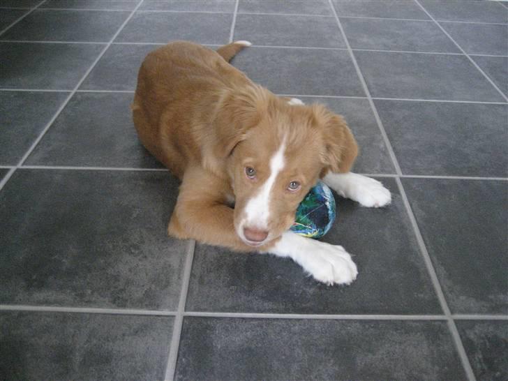 Nova scotia duck tolling retriever Molly - Jeg er ude på balade ;-) billede 8