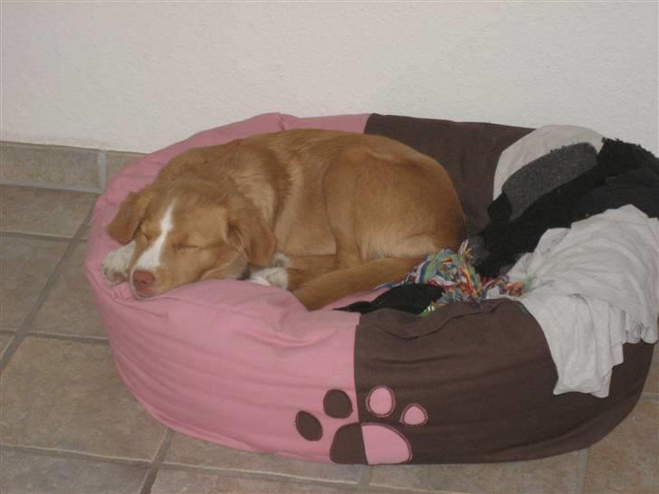 Nova scotia duck tolling retriever Molly - Er lige blevet lidt træt billede 9