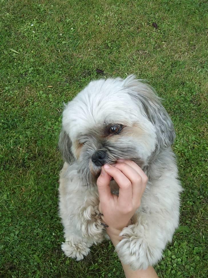 Lhasa apso Oskar billede 7