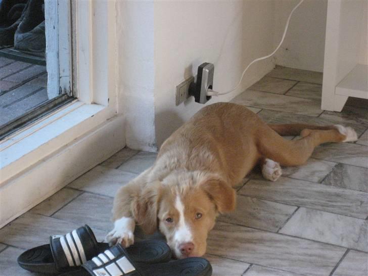 Nova scotia duck tolling retriever Molly - Det er varmt, så nyder at ligge på det kolde marmorgulv. billede 10
