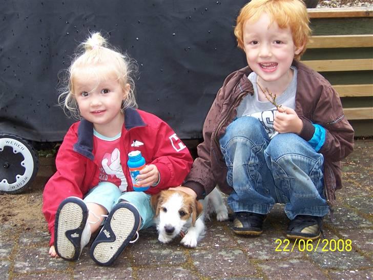 Jack russell terrier Victor Borge -tidligere hund- billede 1