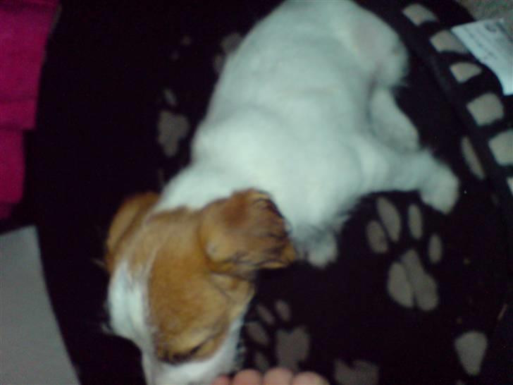 Jack russell terrier Victor Borge -tidligere hund- billede 2