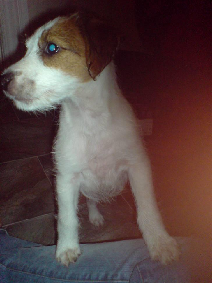 Jack russell terrier Victor Borge -tidligere hund- billede 3