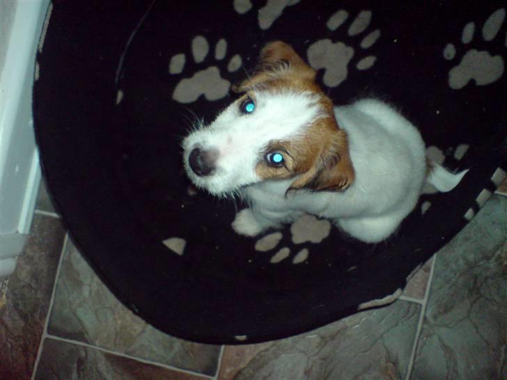 Jack russell terrier Victor Borge -tidligere hund- billede 4