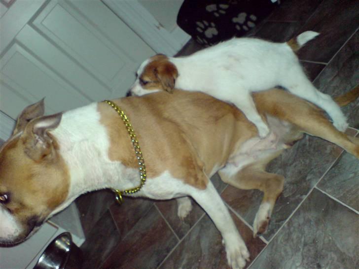 Jack russell terrier Victor Borge -tidligere hund- billede 5