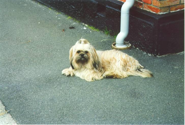 Blanding af racer Gismo billede 1