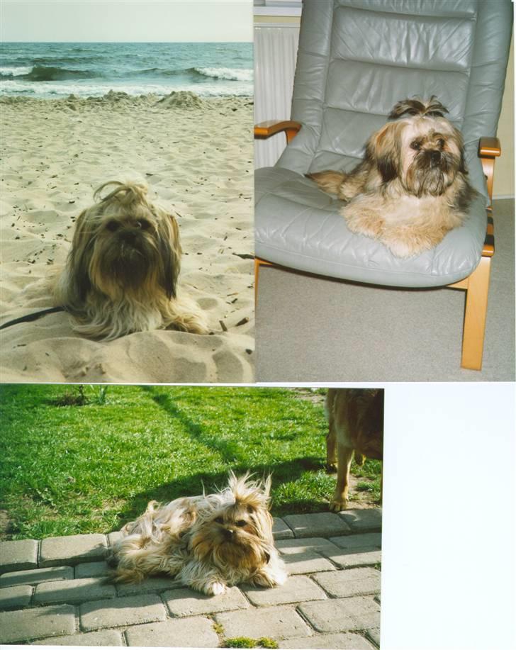 Blanding af racer Gismo billede 2