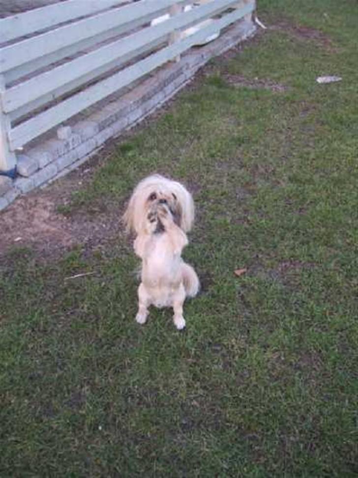 Blanding af racer Gismo billede 3