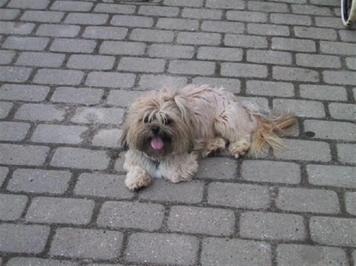 Blanding af racer Gismo billede 4