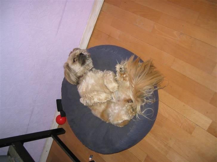 Blanding af racer Gismo billede 5