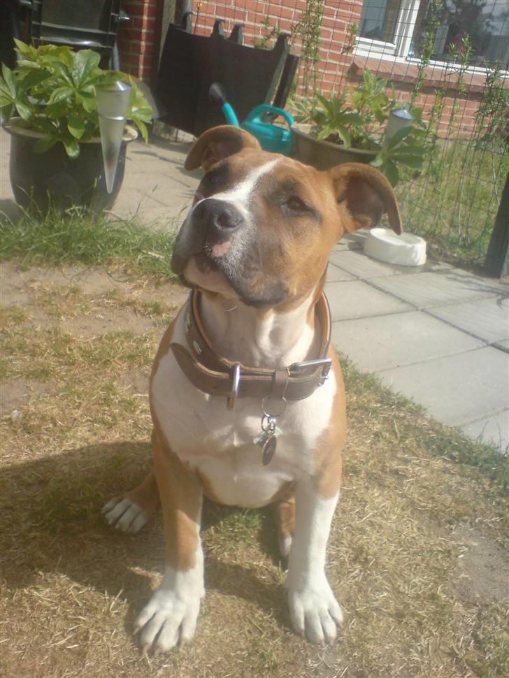 Amerikansk staffordshire terrier Proud Of Asya *Elsket og Savnet for Evigt* - Se hvor stor jeg er blevet :-) - 4mdr gammel.. billede 11