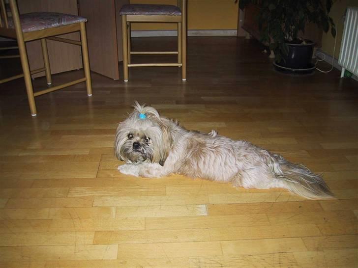 Blanding af racer Gismo billede 6