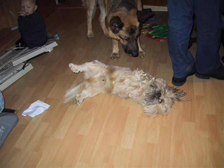 Blanding af racer Gismo billede 7