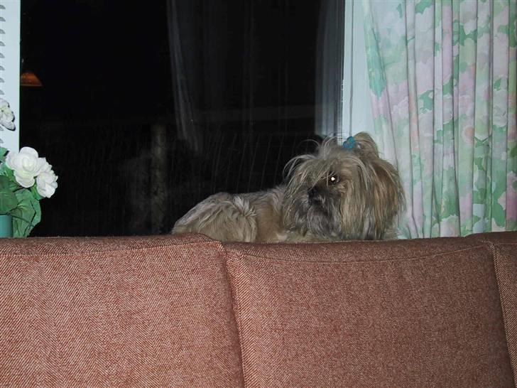 Blanding af racer Gismo billede 8