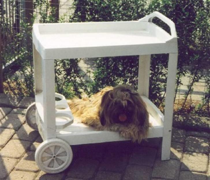 Blanding af racer Gismo billede 9