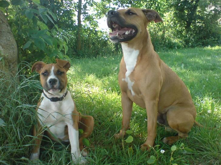 Amerikansk staffordshire terrier Proud Of Asya *Elsket og Savnet for Evigt* - Her er jeg igen sammen med Kenzo, nu er jeg bare lidt ældre.. billede 13