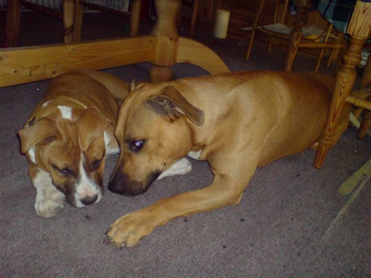 Amerikansk staffordshire terrier Proud Of Asya *Elsket og Savnet for Evigt* - Her er jeg igen sammen med Kenzo, nu er jeg bare lidt ældre.. billede 14