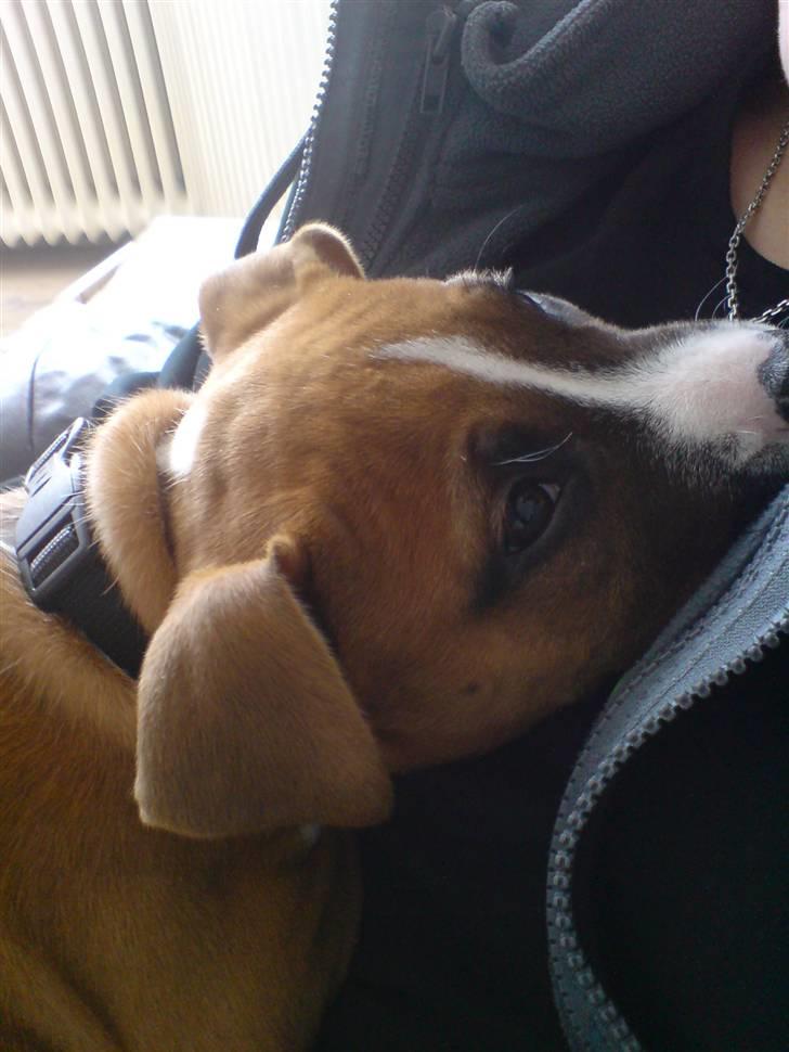 Amerikansk staffordshire terrier Proud Of Asya *Elsket og Savnet for Evigt* - Hyggestund med min mor.. billede 15