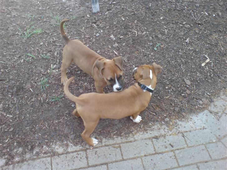 Amerikansk staffordshire terrier Proud Of Asya *Elsket og Savnet for Evigt* - Asya og Amigo, Amigo er præcis samme alder, race og str som Asya, og de ligner lidt hinanden :-) billede 16