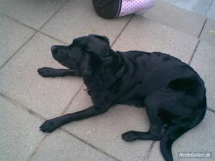 Labrador retriever Tulle - Slapper af  ;) billede 5