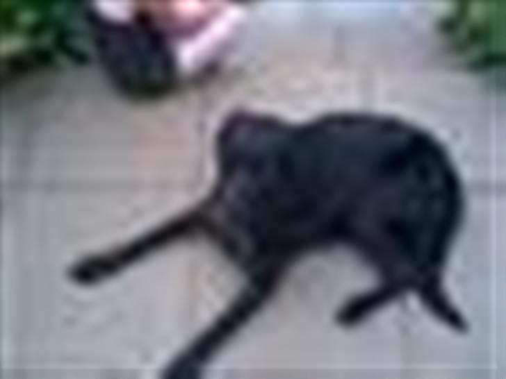 Labrador retriever Tulle - ... billede 6