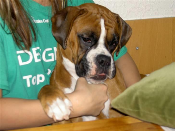 Boxer Nala - 9. Gaaaaab!!!!! Jeg er så træææt billede 9
