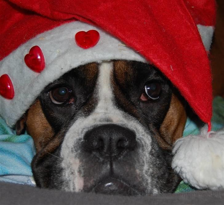 Boxer Nala - 10. Jeg er i jule humør :D billede 10