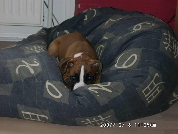 Boxer Nala - 11. Farlig farlig farlig! Ikk spis mig! billede 11