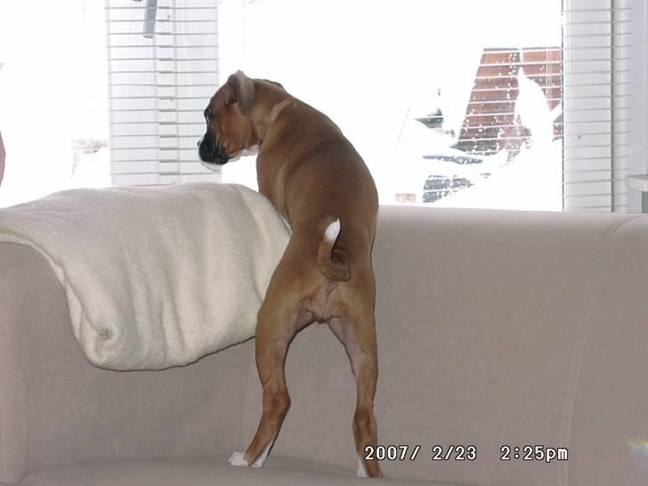 Boxer Nala - 12. Hvad er der mon heromme? billede 12