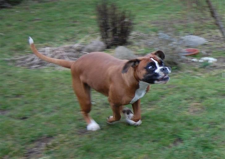 Boxer Nala - 13. Jeg har så meget fart på at mine kæber flyver op og jeg bliver helt skil øjet ^^ billede 13