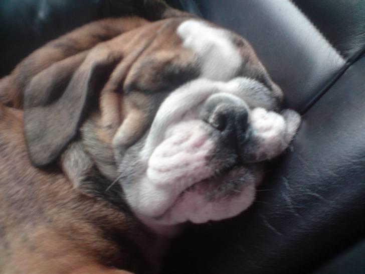 Engelsk bulldog Sparco R.I.P billede 1