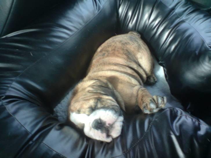 Engelsk bulldog Sparco R.I.P billede 2