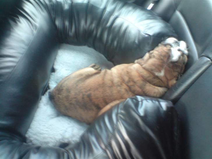 Engelsk bulldog Sparco R.I.P billede 3