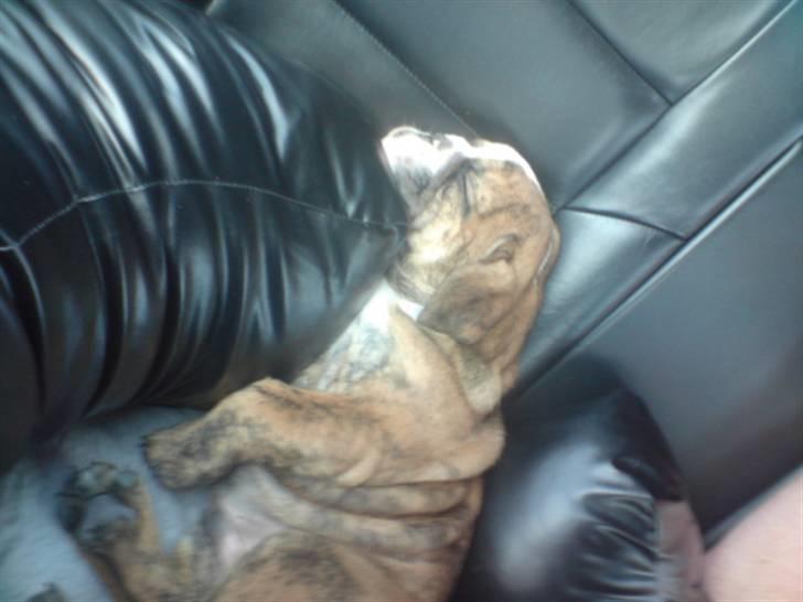 Engelsk bulldog Sparco R.I.P billede 4