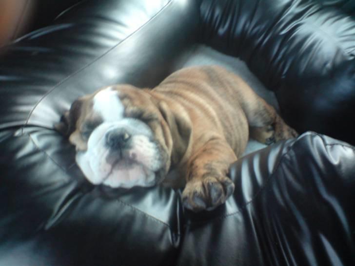 Engelsk bulldog Sparco R.I.P billede 5