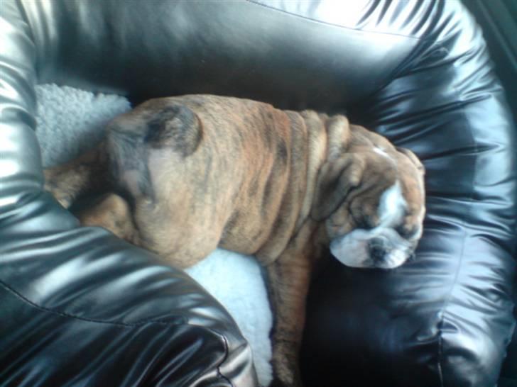 Engelsk bulldog Sparco R.I.P billede 6