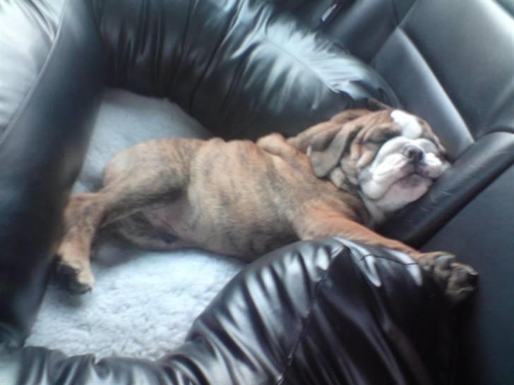 Engelsk bulldog Sparco R.I.P billede 7