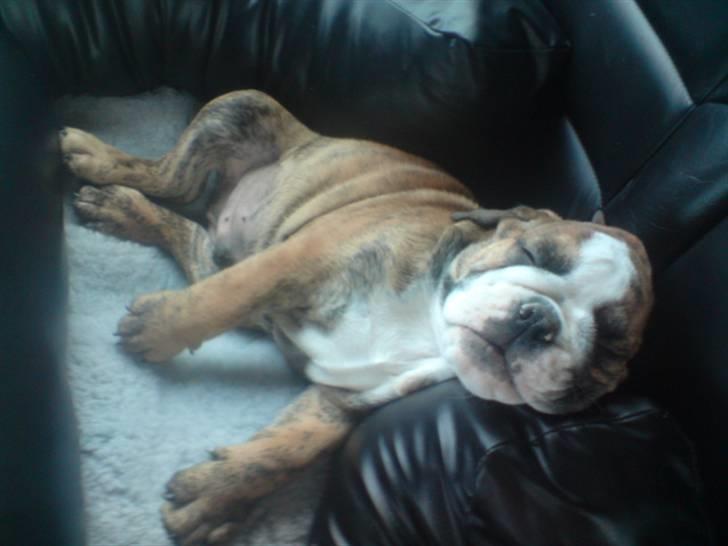 Engelsk bulldog Sparco R.I.P billede 8