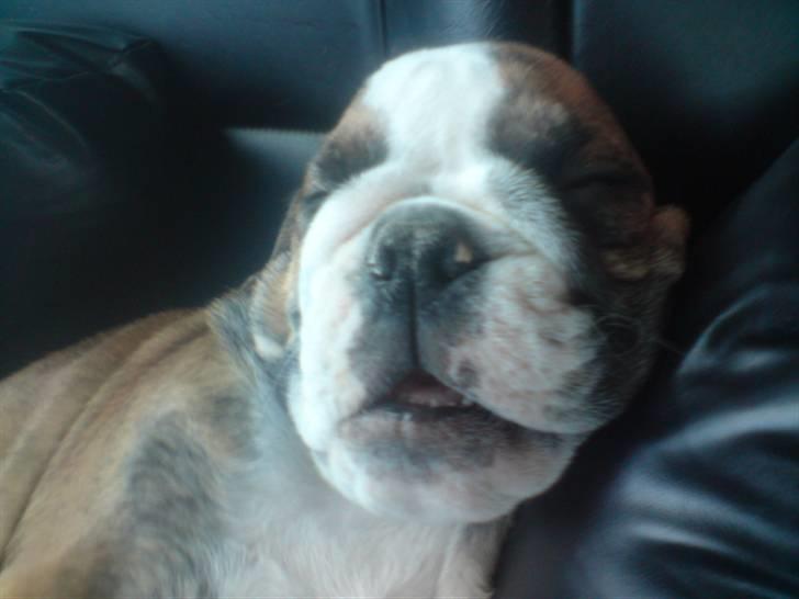 Engelsk bulldog Sparco R.I.P billede 9