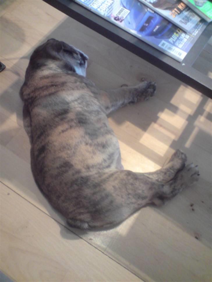 Engelsk bulldog Sparco R.I.P billede 10