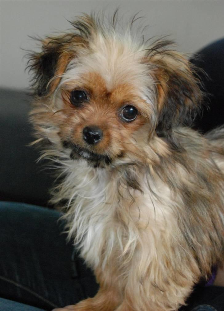 Blanding af racer SILLE - MORS billede 1