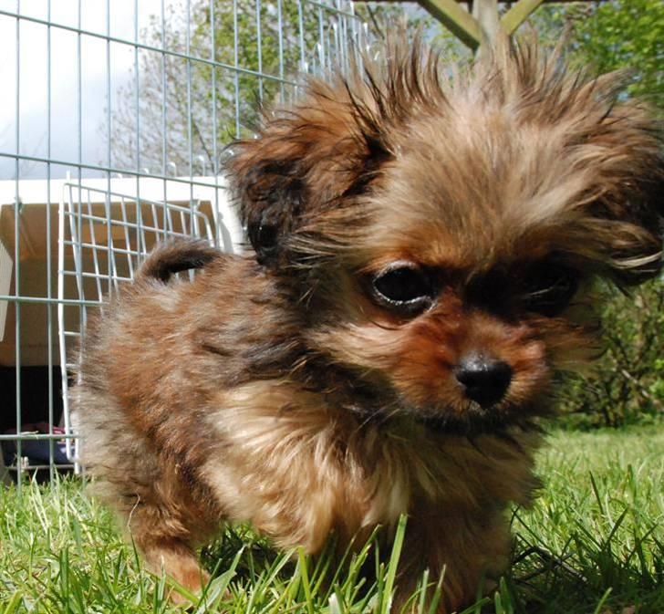 Blanding af racer SILLE - MORS billede 3