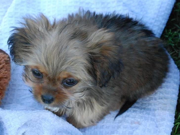 Blanding af racer SILLE - MORS billede 5