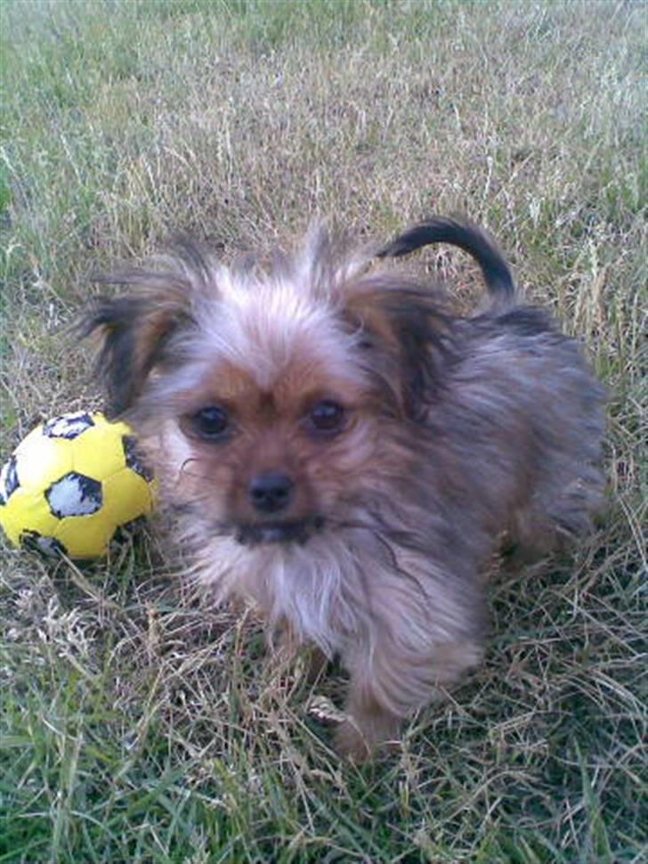 Blanding af racer SILLE - MORS billede 6