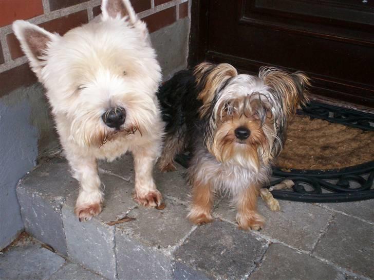 Yorkshire terrier Georgio Armani billede 14